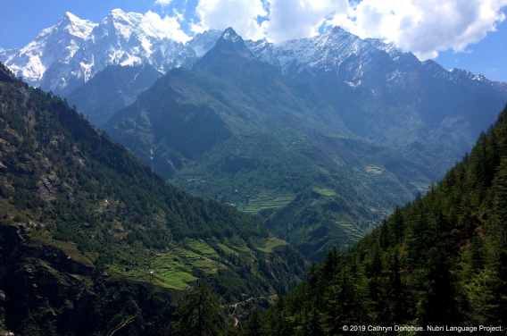 Many villages in lower Nubri are built on ancient landslips. These precarious looking slopes overlook the Budhi Gandaki river that starts in Tibet and runs through the valley to the Gorkha hills and then joins the Narayan River, and ultimately joins the Ganges. On the eastern edge of Nubri Valley looms Syarang Himal, the peak of which, Chamar, is 7165m, seen here from Prok village.